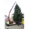 Baumbegardigung_beim_Landhaus_Bregenz_2016-11-21_DSC02206.jpg